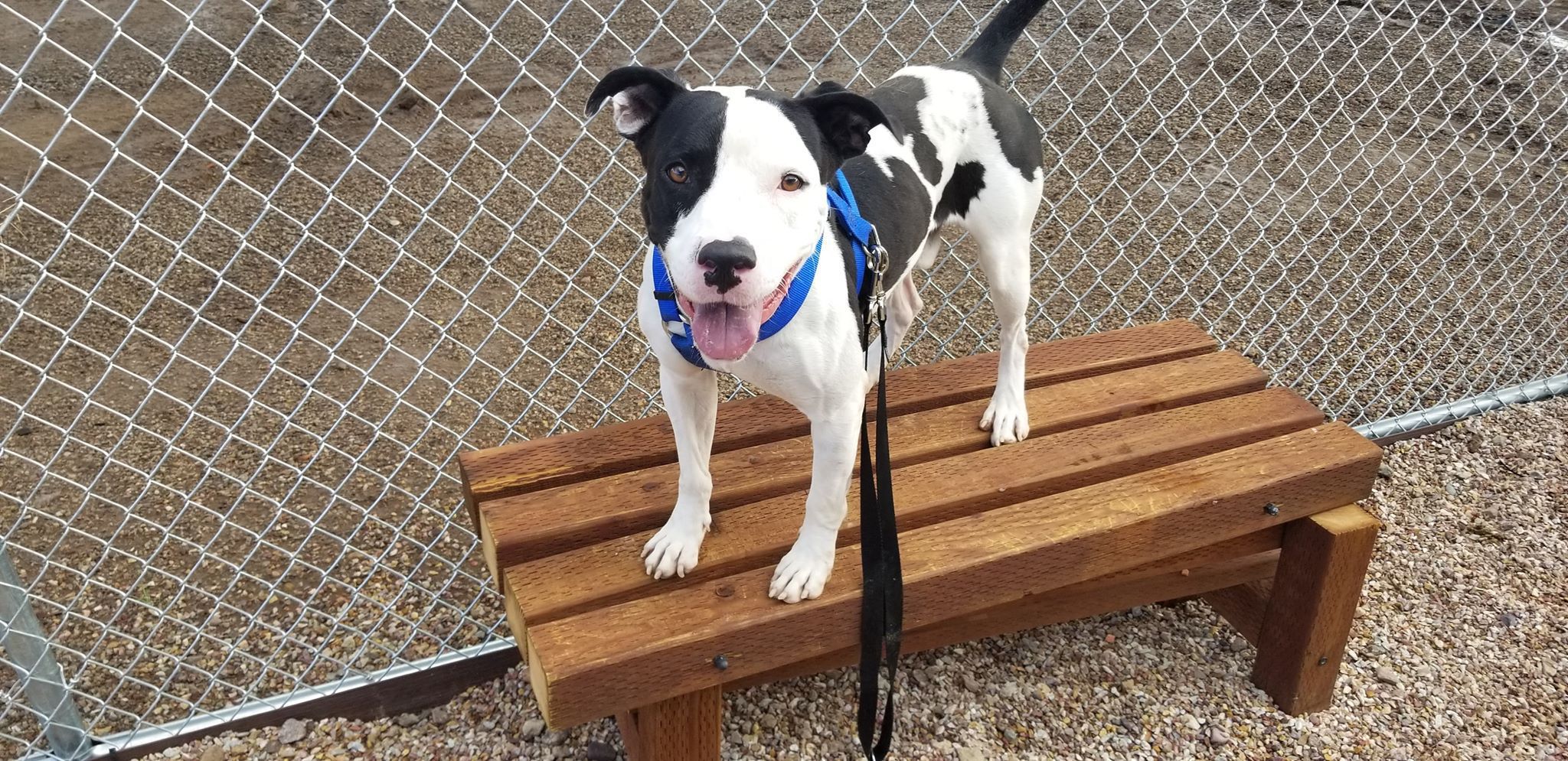 Adopt a friend: Ulysses